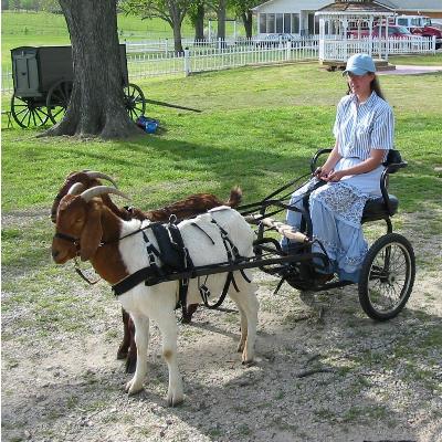 Goats harnessed