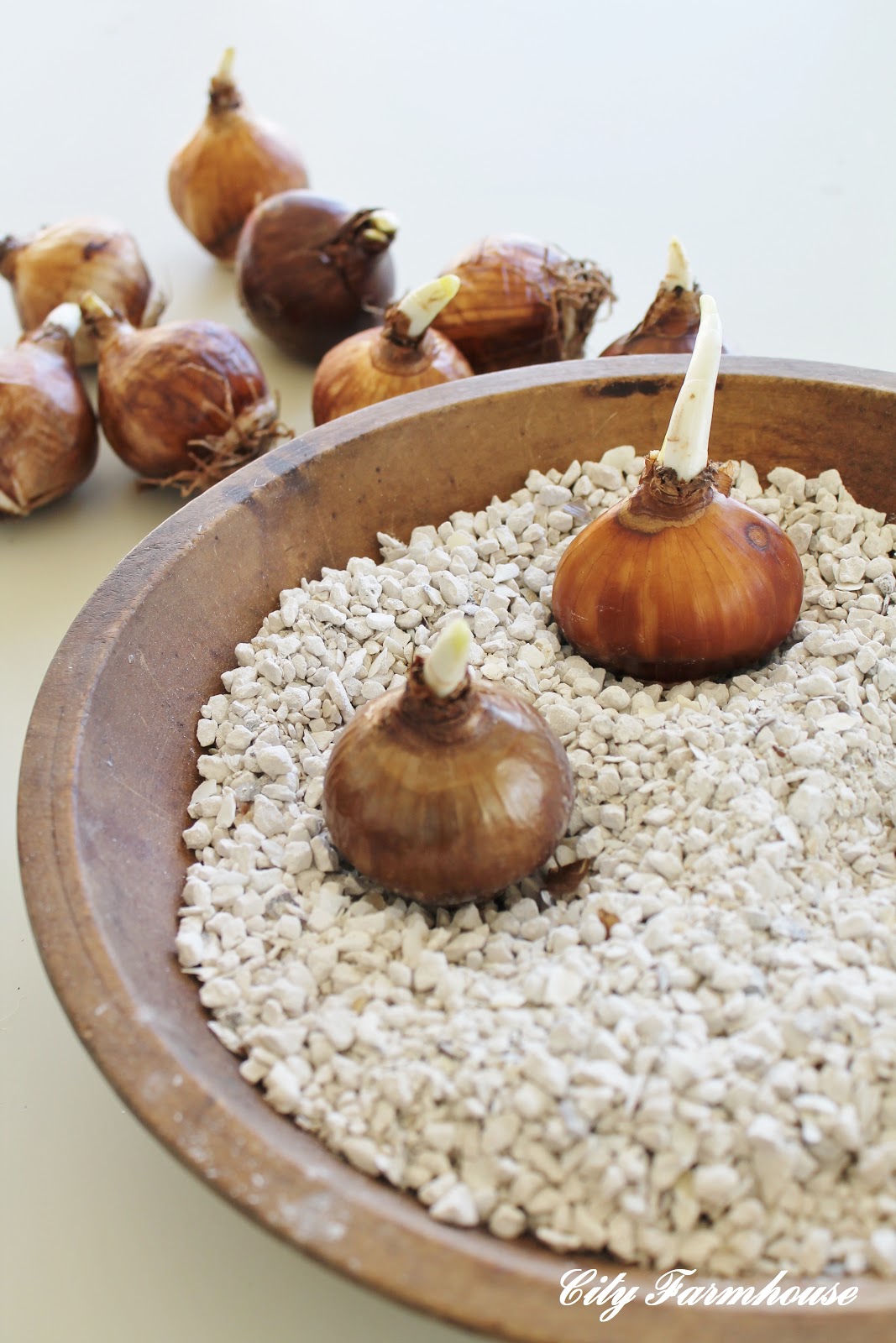 Planting Paperwhites With Jack & The Sum Of These Moments City Farmhouse by Jennifer O'Brien