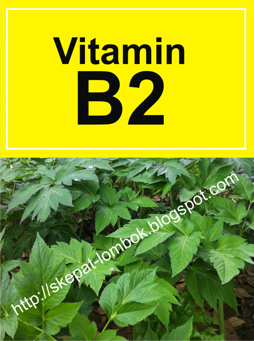 Manfaat Vitamin B2 Bagi Tubuh Manusia Skepat Lombok