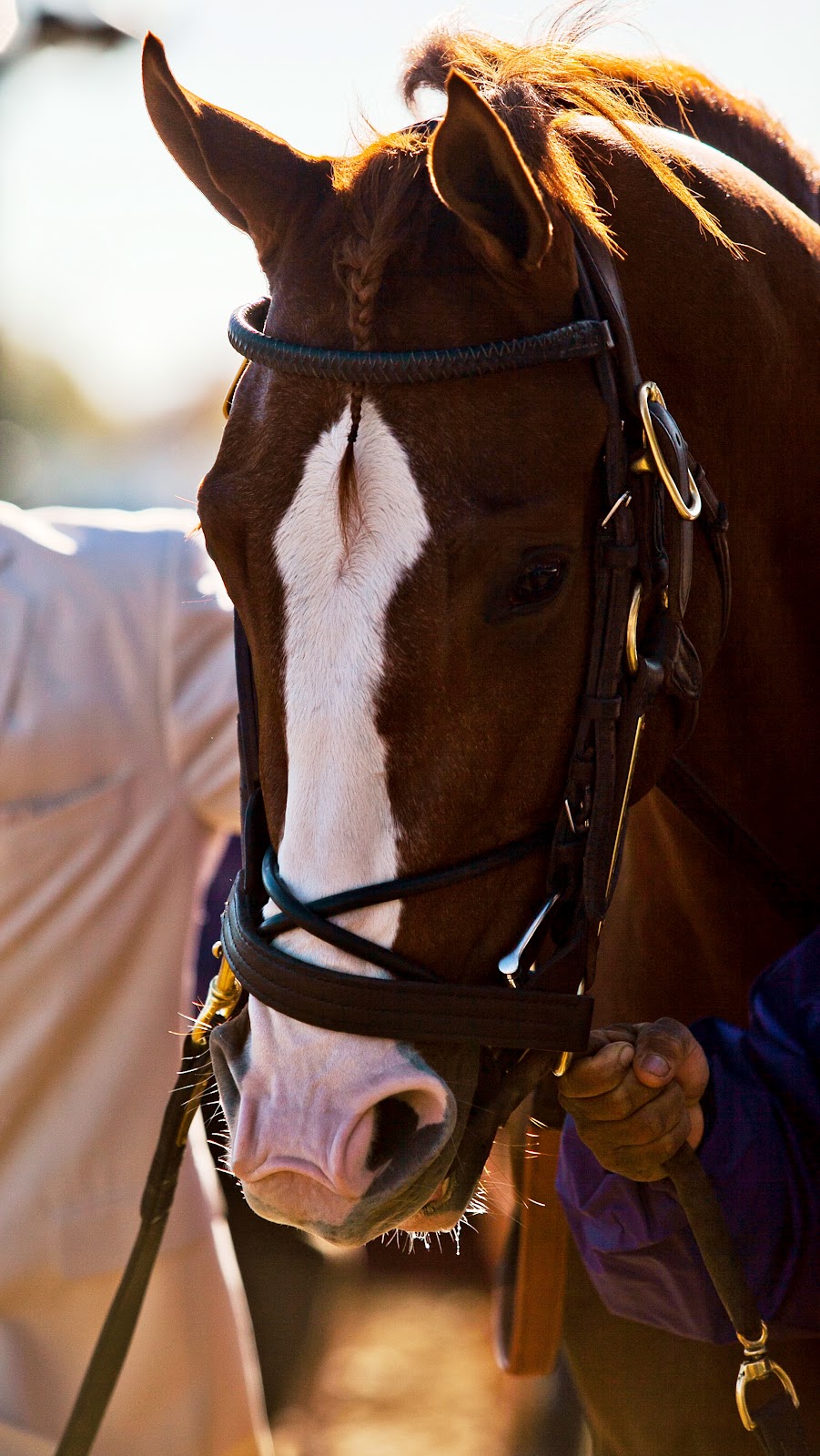 Past the Grandstand Stallion Feature Shackleford