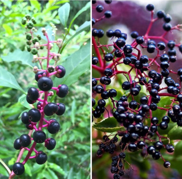 Phillip's Natural World Florida's 4 Common Poisonous Plants