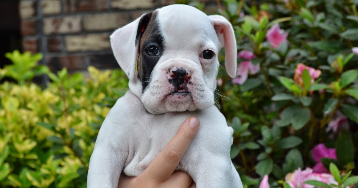 Bishop's Boxers: South Carolina Boxer Puppies are 7 Weeks Old
