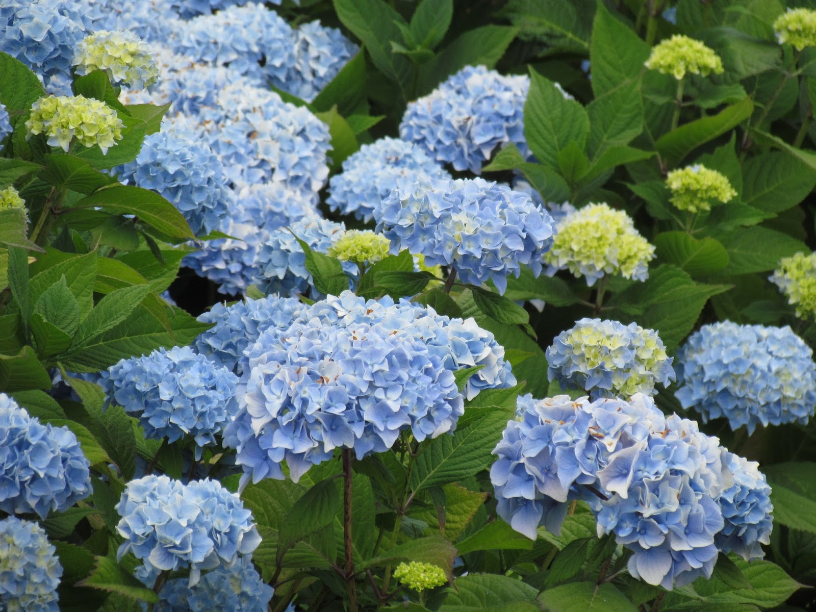 One To Grow On Hydrangea Care And Pruning A Mystery Solved