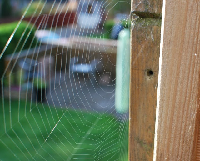 spiders web on fence