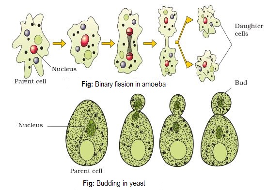 To study binary fission in Amoeba and budding in yeast with the help of  prepared slides - Lab Work