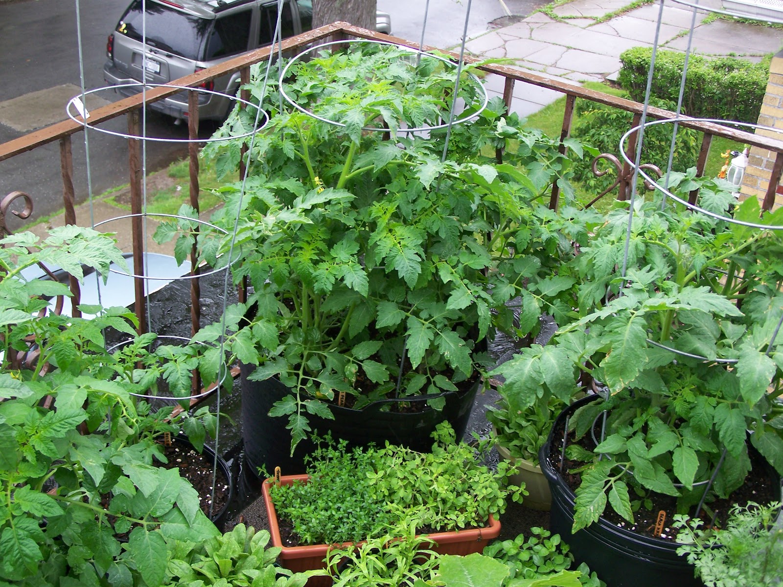 Captive Roots Zucchini in Containers Some Thoughts for a Rainy Day
