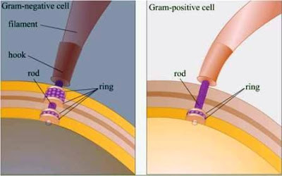 Gram negative and Gram Positive Flagella