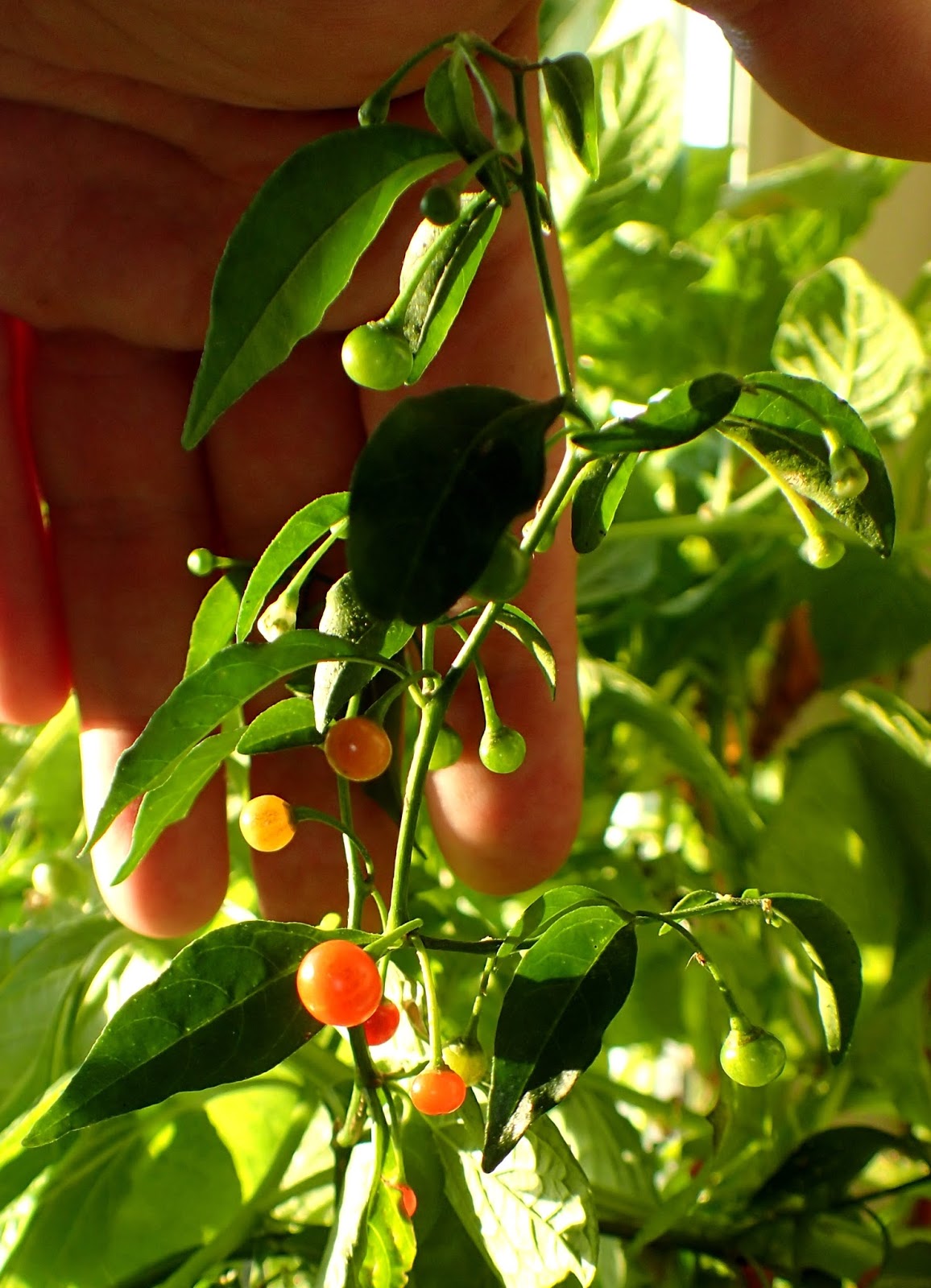 Scirpidiella's Plants Hardy Chili (Capsicum flexuosum)