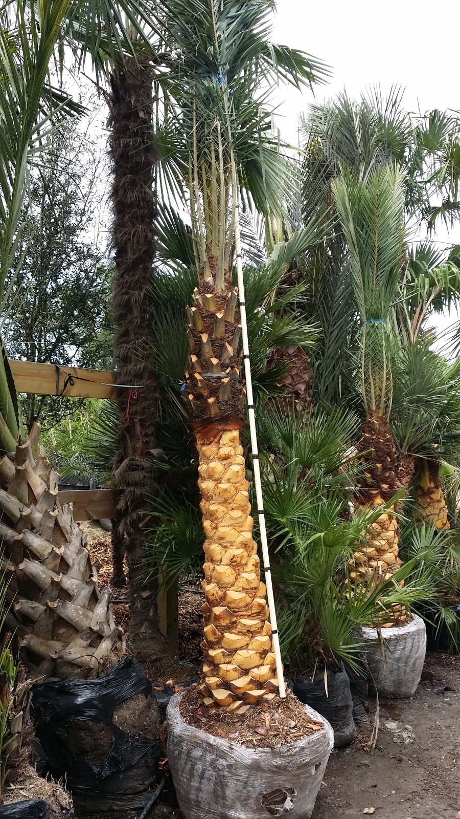 Cold Hardy Palm Trees in Houston Palms for your summer projects in