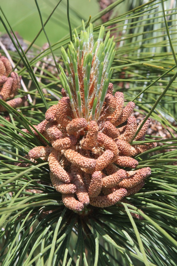 Placing Shrubs In Native Landscapes