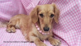 Eclectic Red Barn: Doxies Tiny decked out in pink and pearls