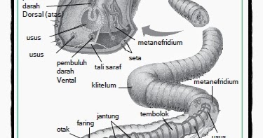100+ Gambar Struktur Cacing Tanah Paling Bagus 100+ Gambar Struktur Cacing Tanah Paling Bagus