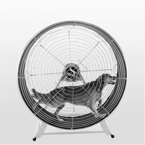 Treadmill for pets. A GoPet Dog-Powered Tread Wheel. $1,540.99 at Amazon with free shipping. Other stories of Voluntary Exercise. The Mill, The history of the treadmill and the best of treadmill dancing. marchmatron.com