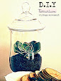 Candy Jar Terrarium