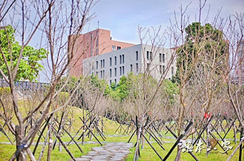 心湖櫻緣|三峽台北大學「心湖櫻花步道」-杜鵑、吉野櫻、木棉花齊綻放