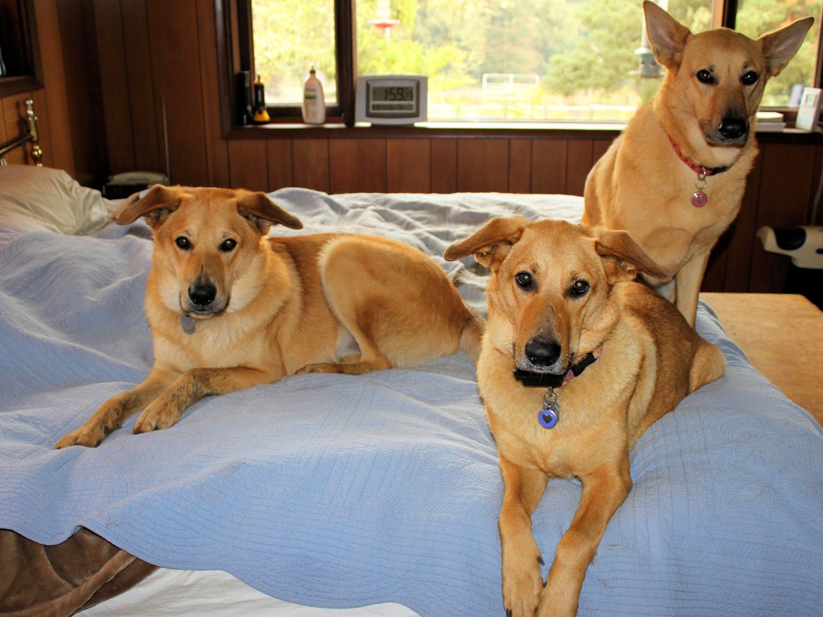 Image result for dog innocent look