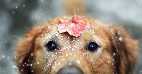 Portadas Para Facebook: Perro en la nieve