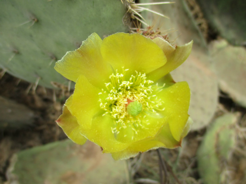 El nopal - blog 11