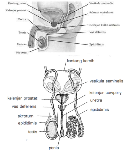  ORGAN REPRODUKSI PRIA  DAN SPERMATOGENESIS MATERI DAN 