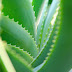 Aloe Vera - soluzione per avere un fegato sano