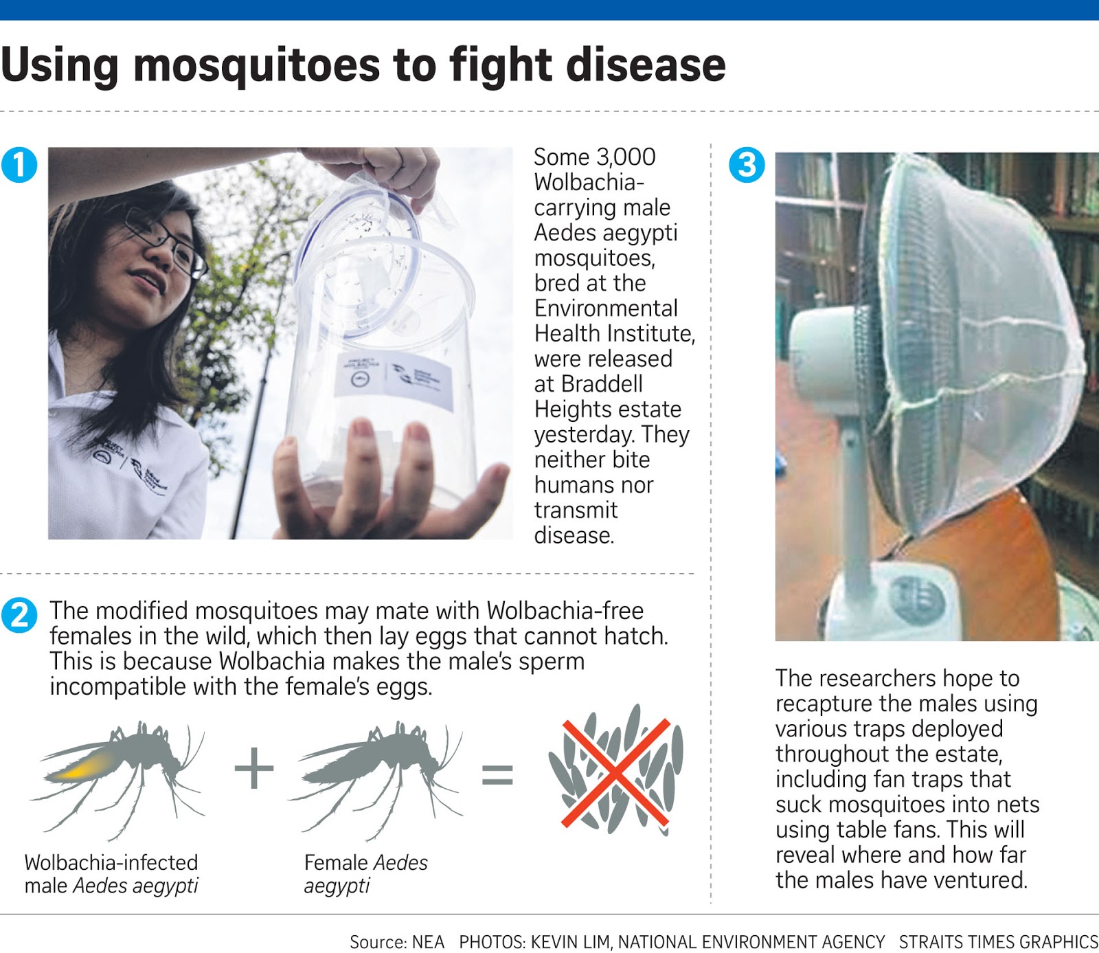 If Only Singaporeans Stopped to Think NEA to release male Wolbachia