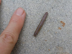 millipede worms invasion millipedes many squeamish visitors maybe garden creatures centipedes gardening forums snakes them