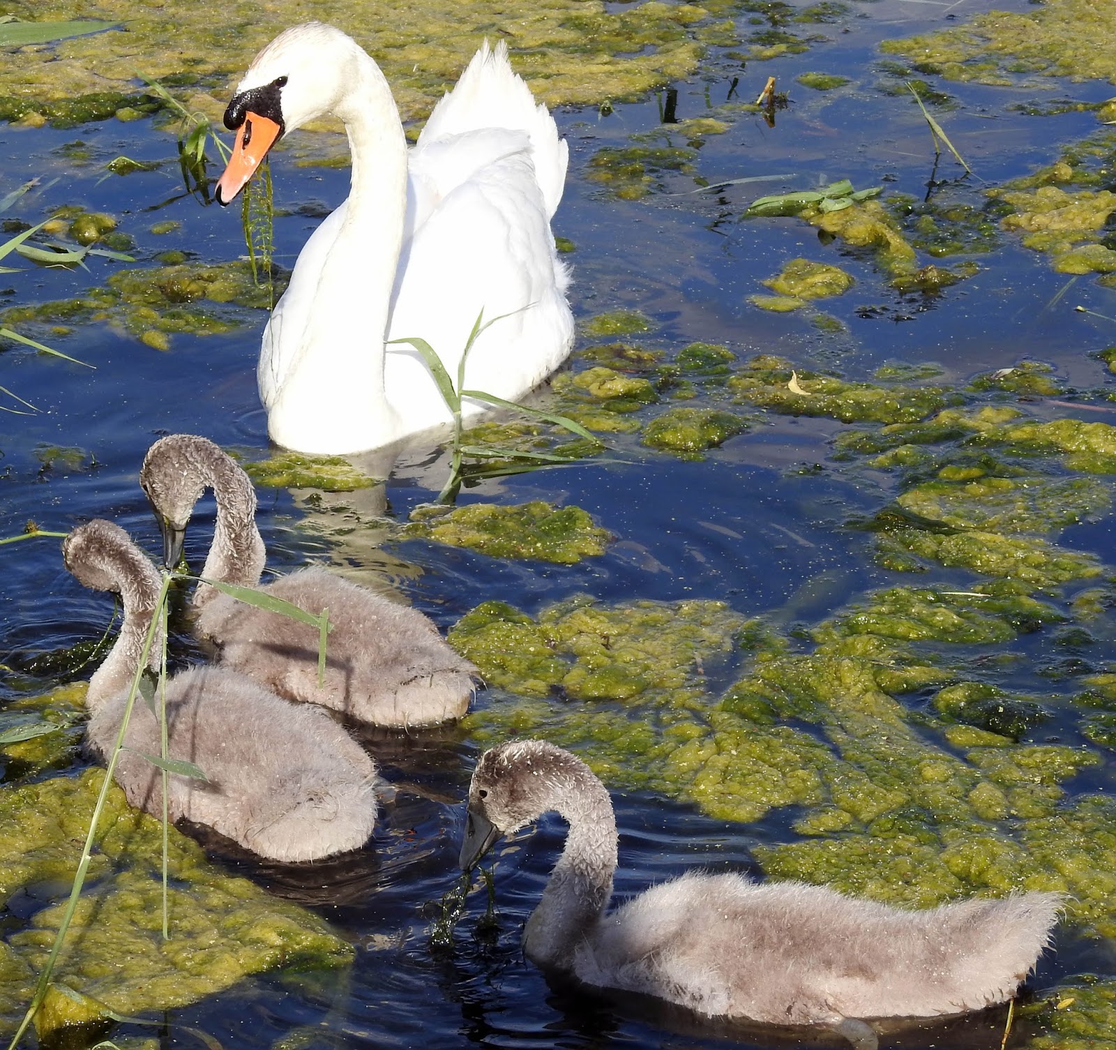 Wwa Jeziorki up close