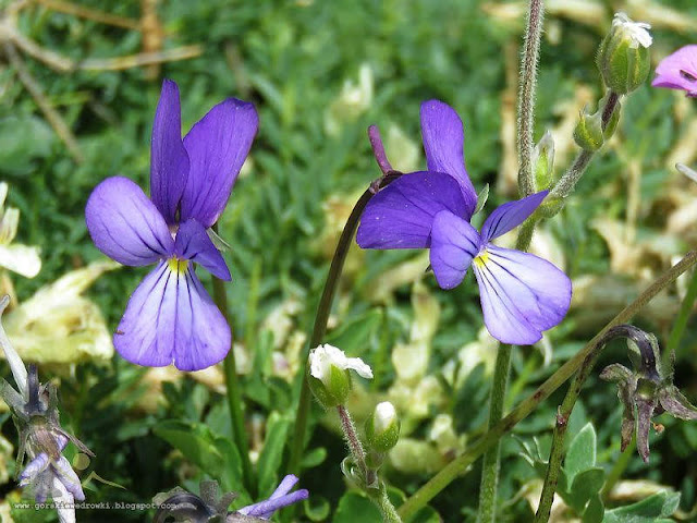 Viola rausii.