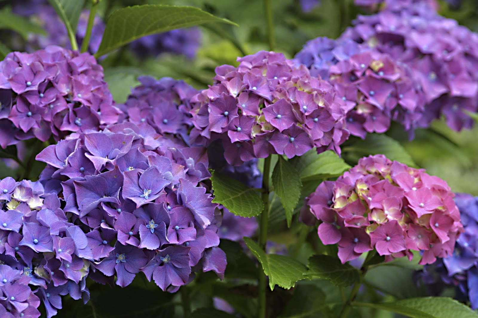 Dragonfly Treasure How To Dry Hydrangea Flowers