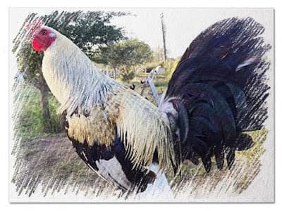  gallo giro de pelea 