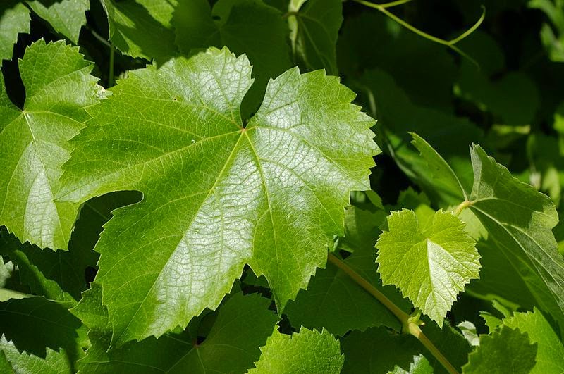 Trees Vitis californica California Wild Grape