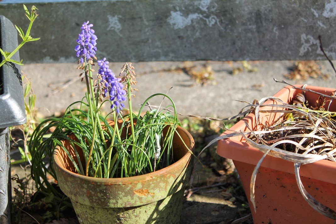 What Are The Weeds With Purple Flowers Called Controlling Wild Violet