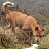 The World's Rarest and Most Ancient Dog Has Just Been Re-Discovered in the Wild