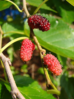 The Green Sanctuary: Mulberry Fruit (Dark Purplish Variety)