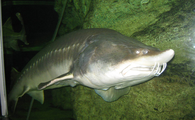 10 Ikan Terbesar Di Dunia