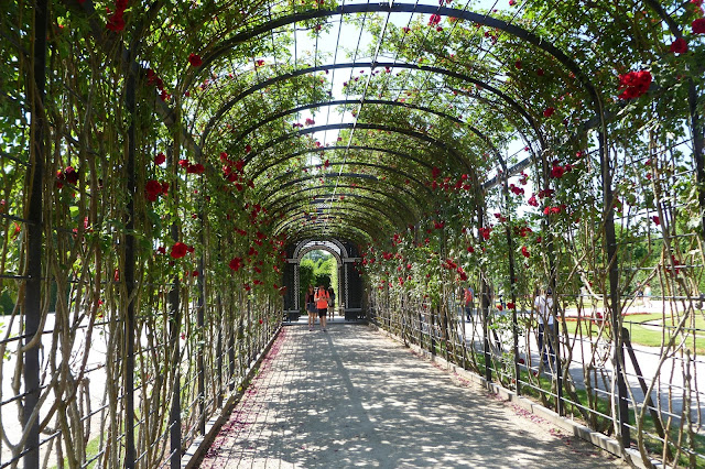 Pergola obrośnięta różami w Schonbrunn
