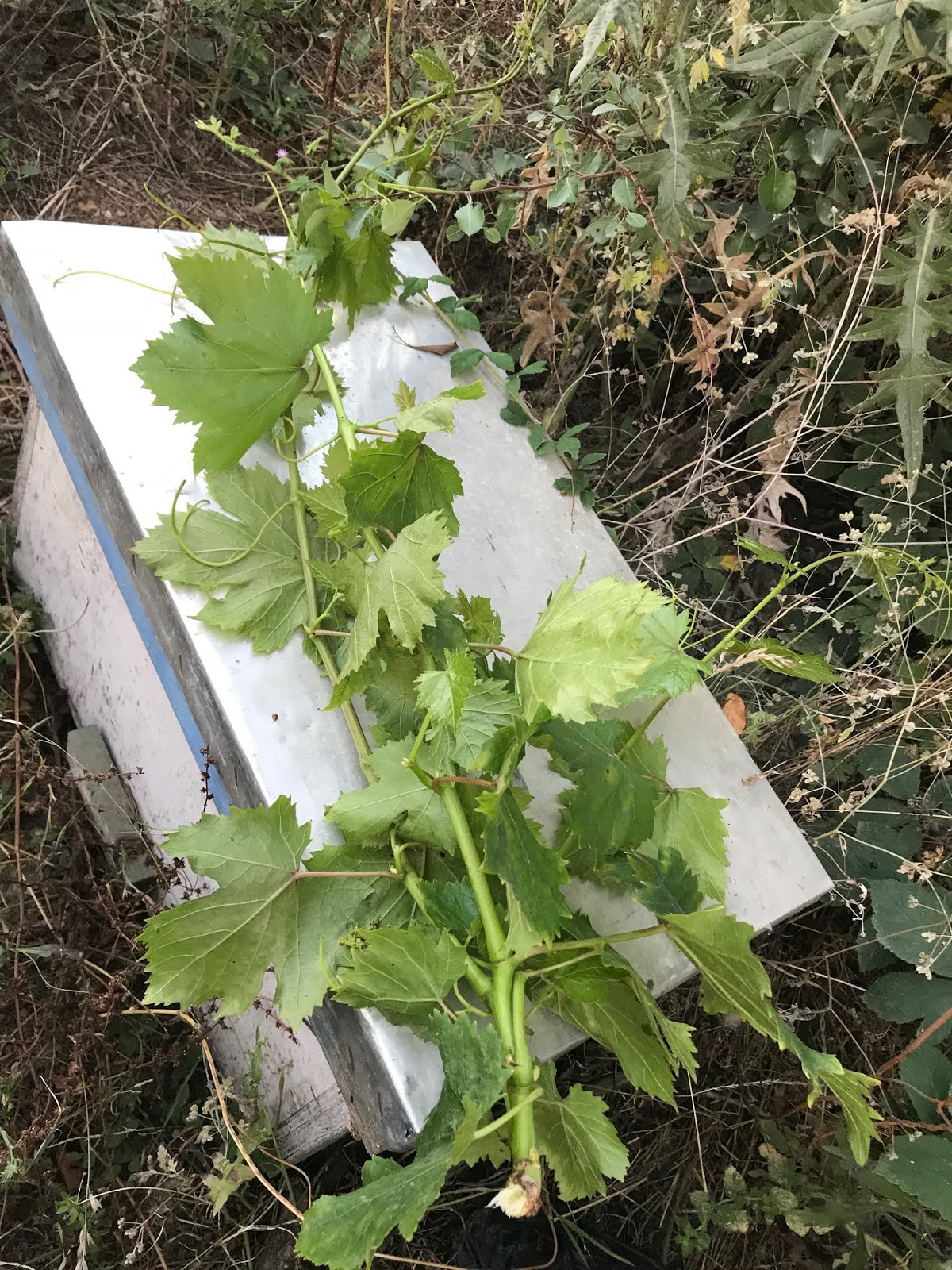 arici ali turk ve aricilik bilgileri