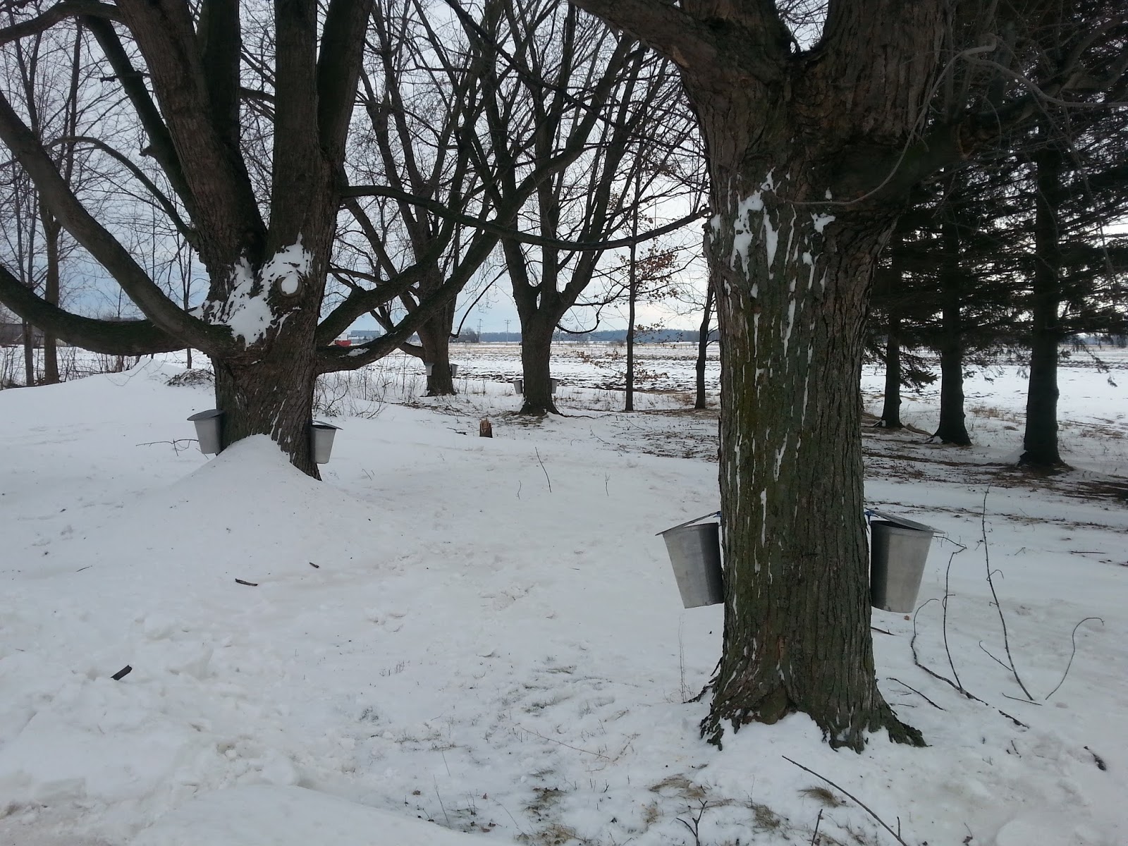 The Delightful Ness Blog Tapping Maple Trees in January