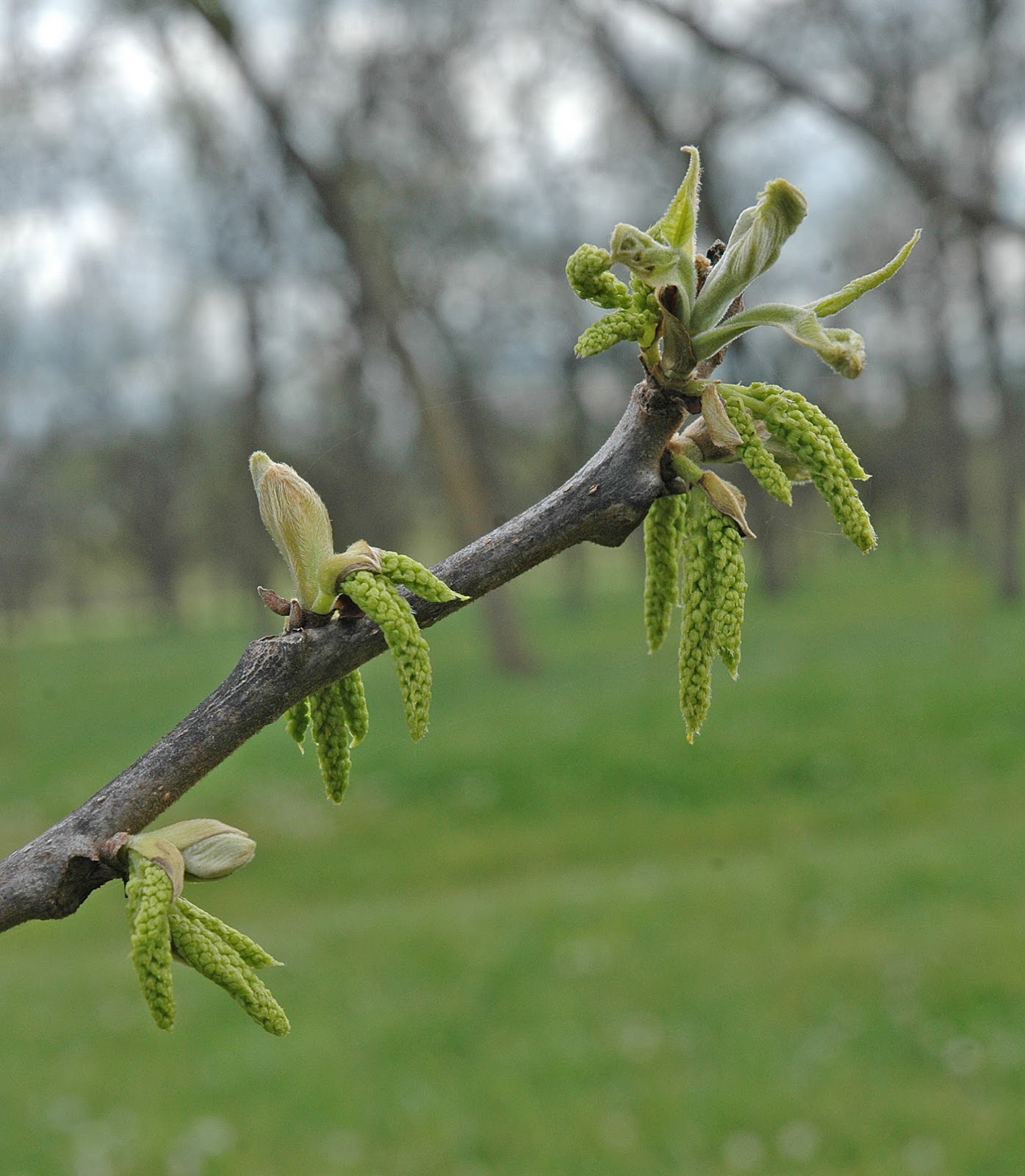 Northern Pecans Pecan buds push open and reveal catkins