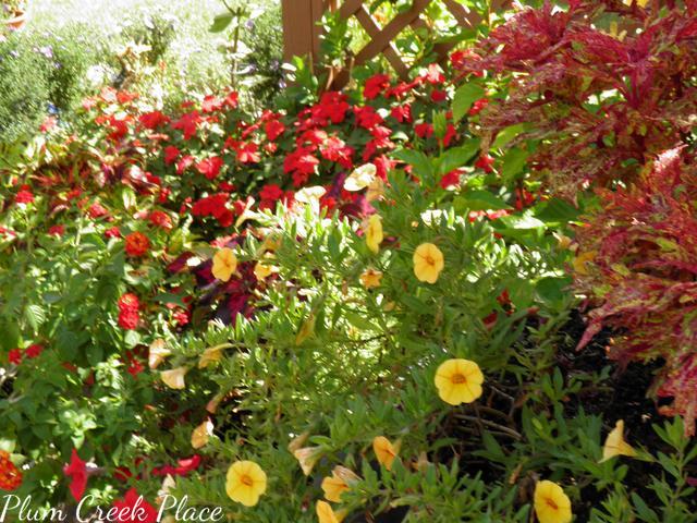 coleous, impatiens, callies, zinnia, late summer flowers, patio garden
