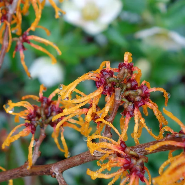 Hamamelis 'Ajan'