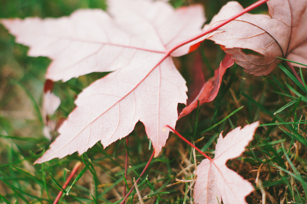 Ribbons Down My Back Hello, Fall.