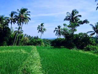 lush rice field scenery