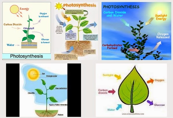 Definisi dan Pengertian Proses Fotosintesis Mail Chaozkhaky