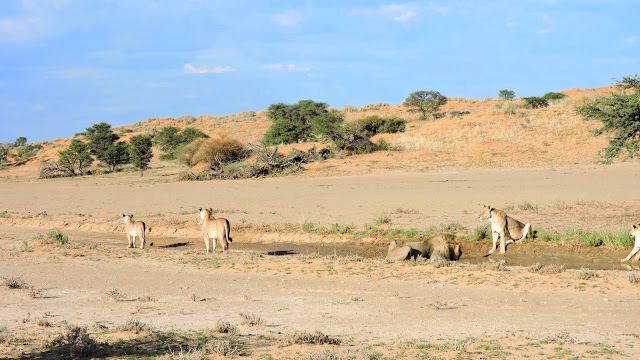 Pride of lions drinking water in the Kgalagadi Transfrontier Park