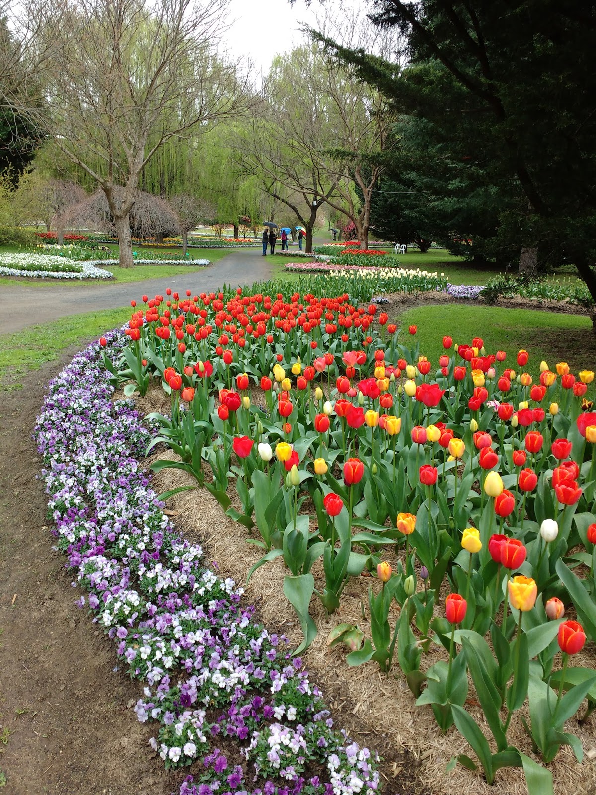 My Learnings Canberra Flower Show Floriade Australia