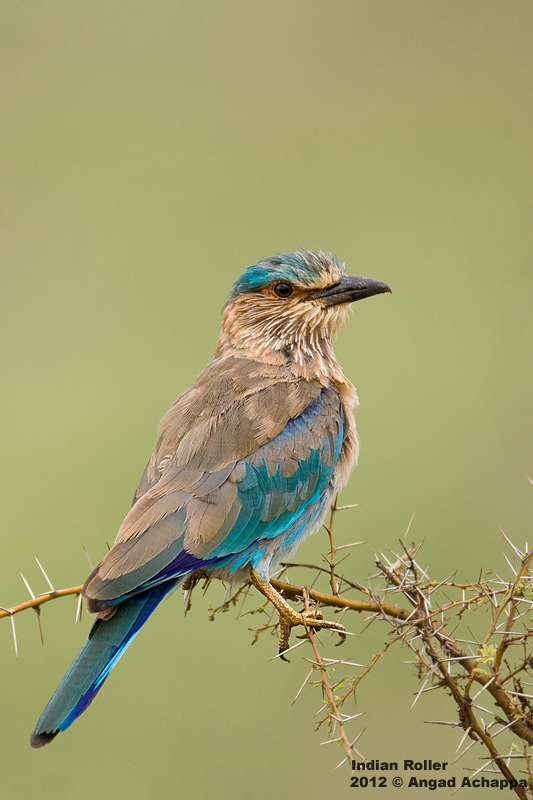 Wildlife Photography Indian Roller state Bird Of Karnataka wildlife-photography-indian-roller-state-bird-of-karnataka