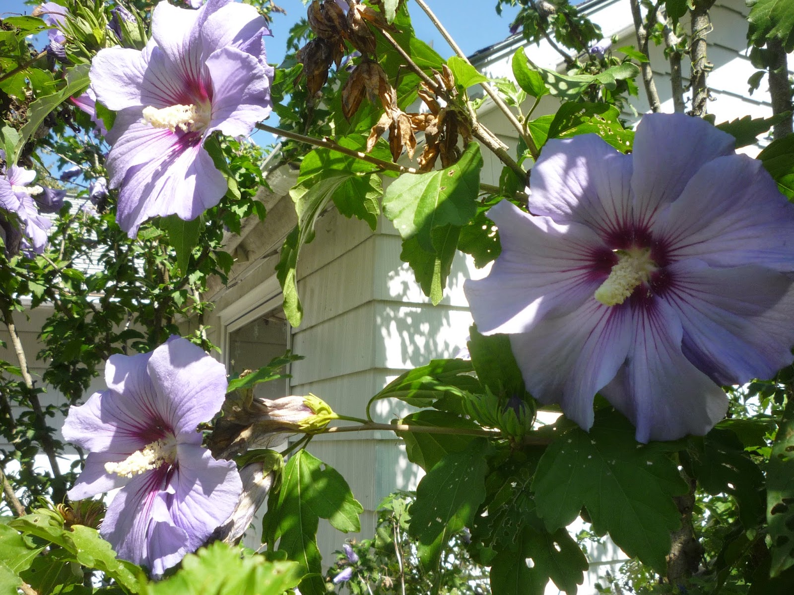 Vermont backyard flowers Aug 2014 Litter with a Story To Tell