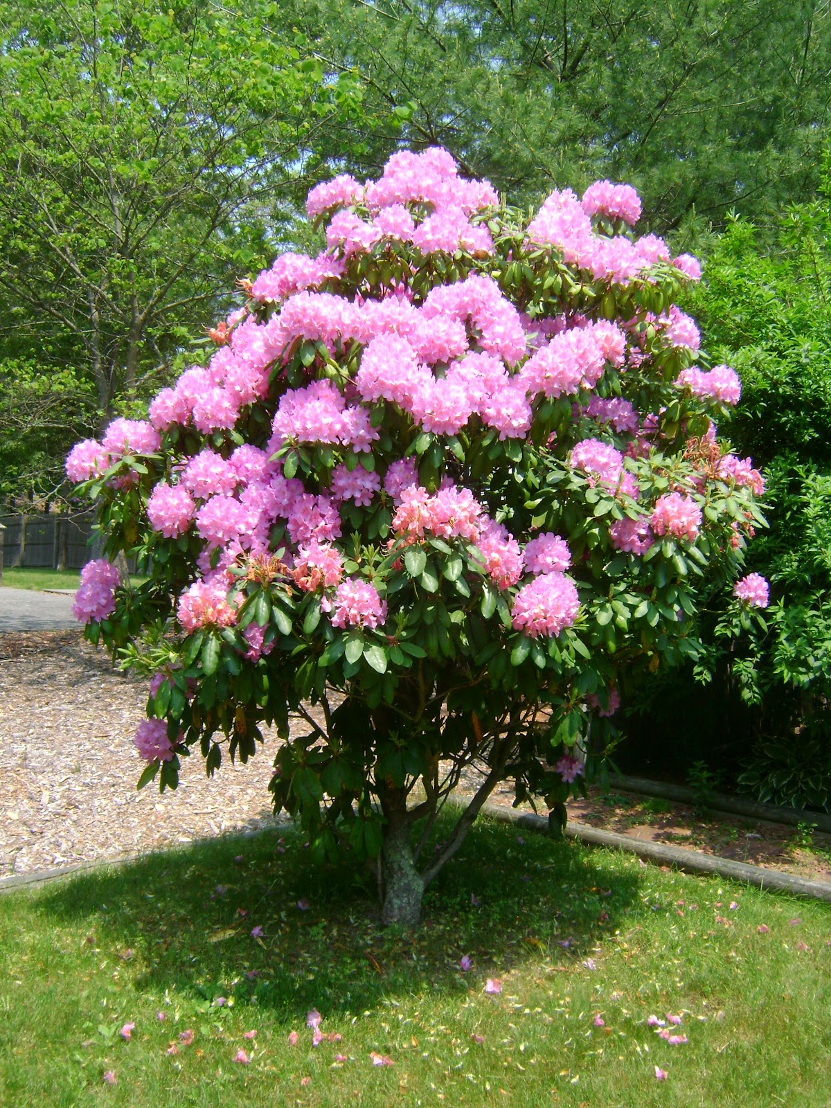 Летиция кустарник