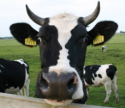 Gambar Lembu Hitam Putih / Supaya hasil gambaran bagus, anda perlu